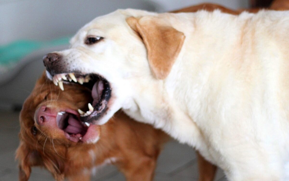 Zwei Hunde zeigen ihre Zähne Zwei Hunde zeigen ihre Zähne